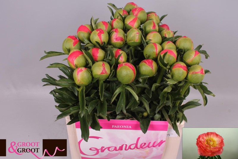 Discover the Beauty of Peonies with Peony Roots Wholesale from Grootgroot.com